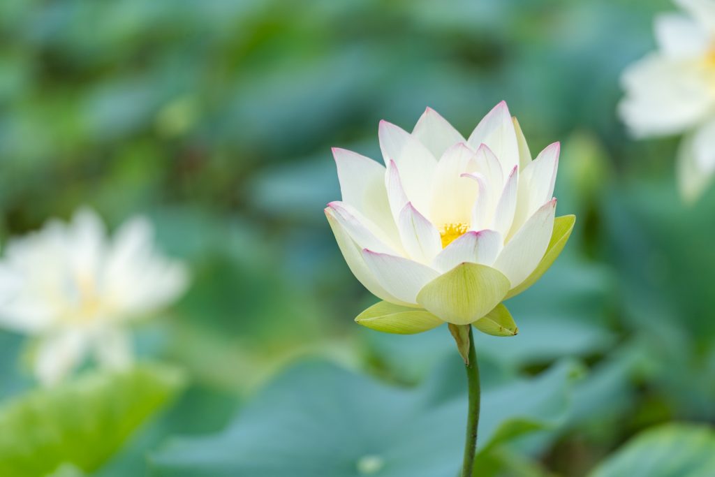 粉骨供養